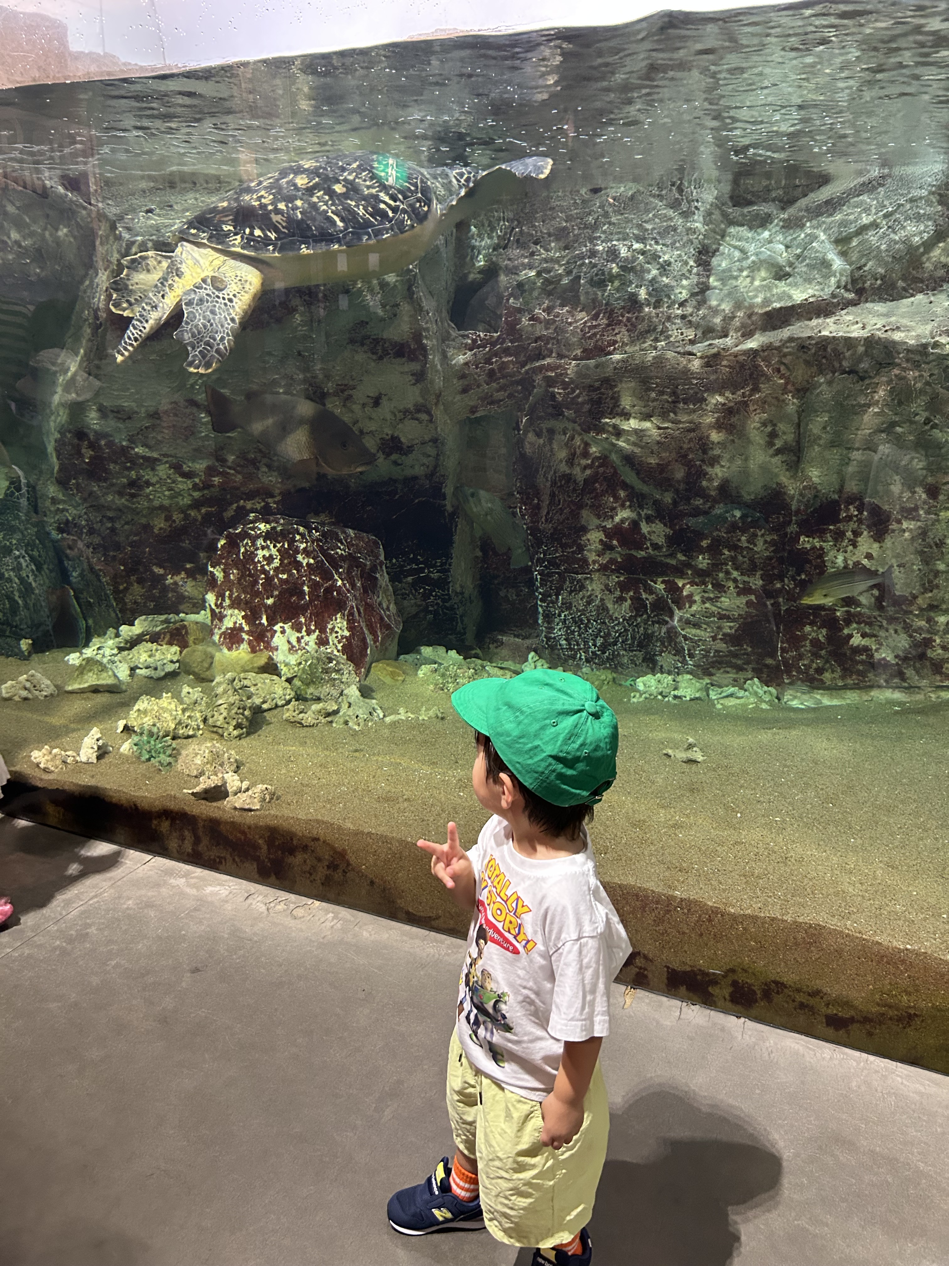 ウミガメ🐢